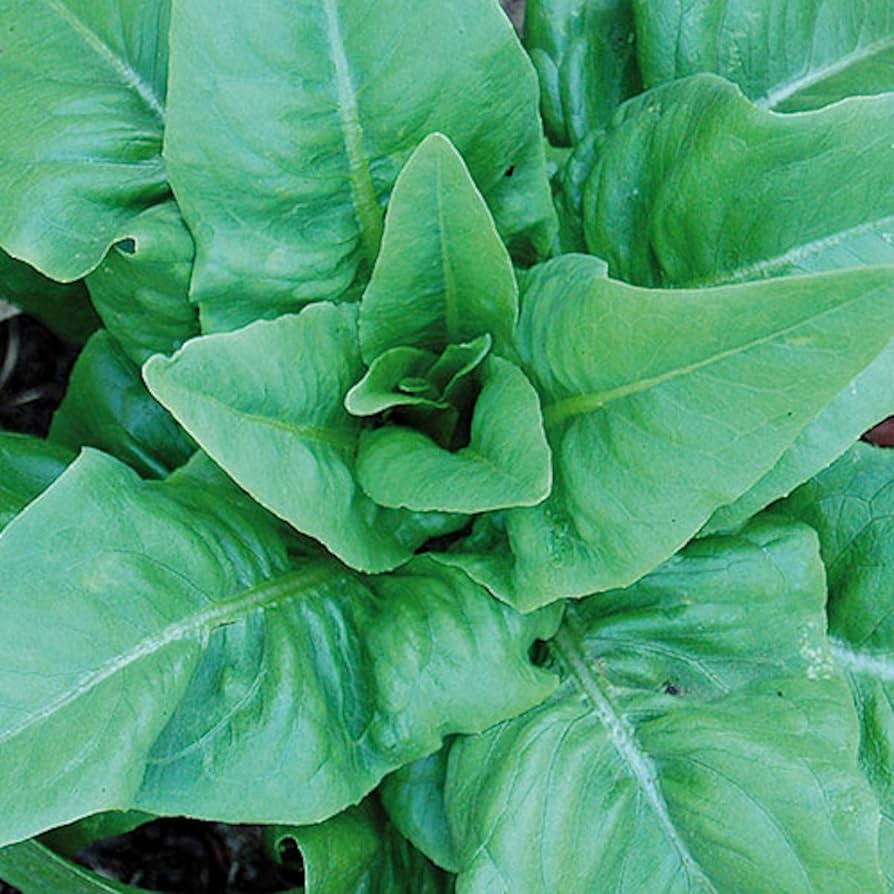 Amish Deer Tongue Lettuce Lactuca sativa Seeds for Planting in Vegetable Patch
