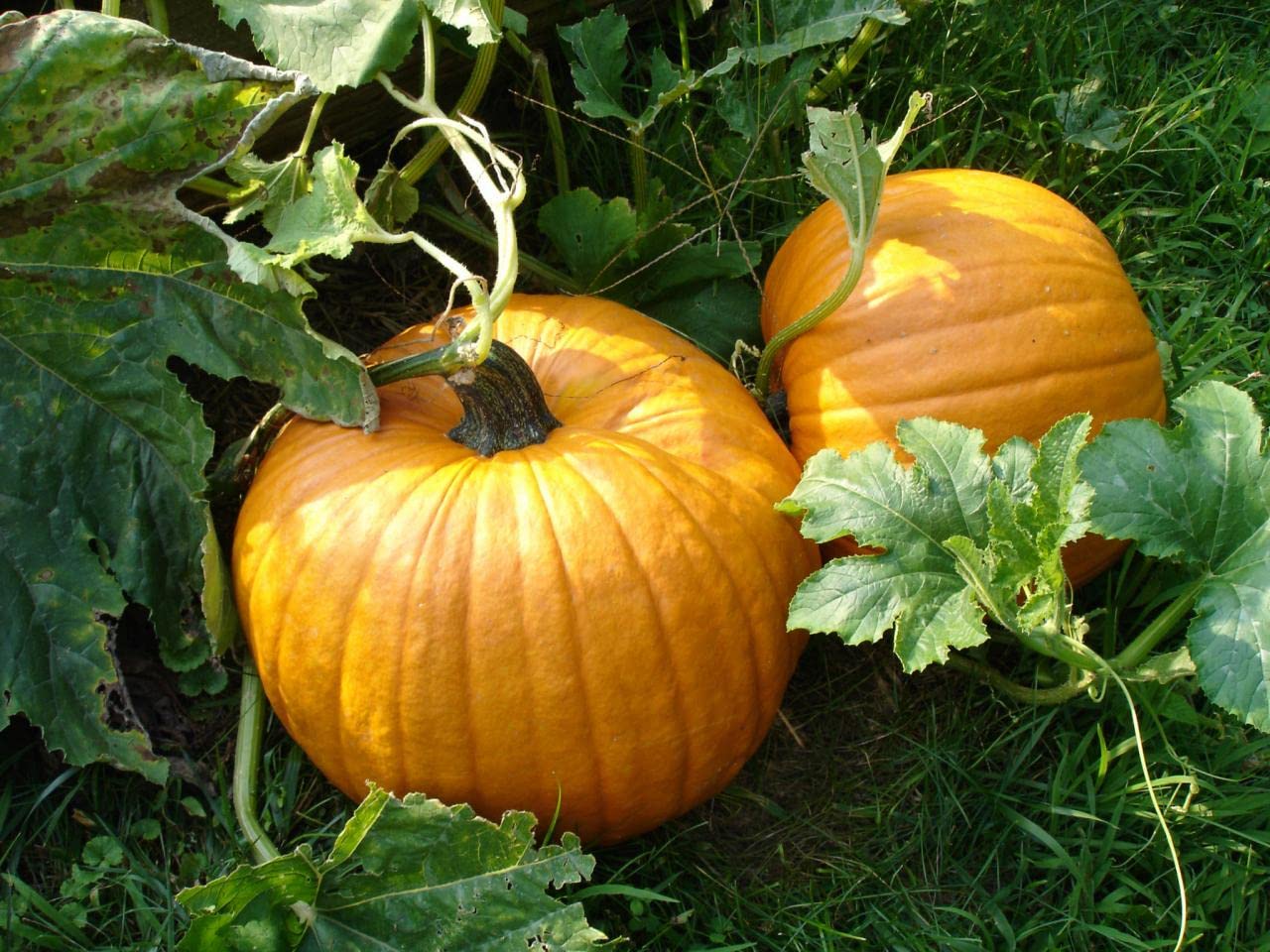 Giant Pumpkin Seeds for Planting Cucurbita maxima for vegetable patches and fall gardens