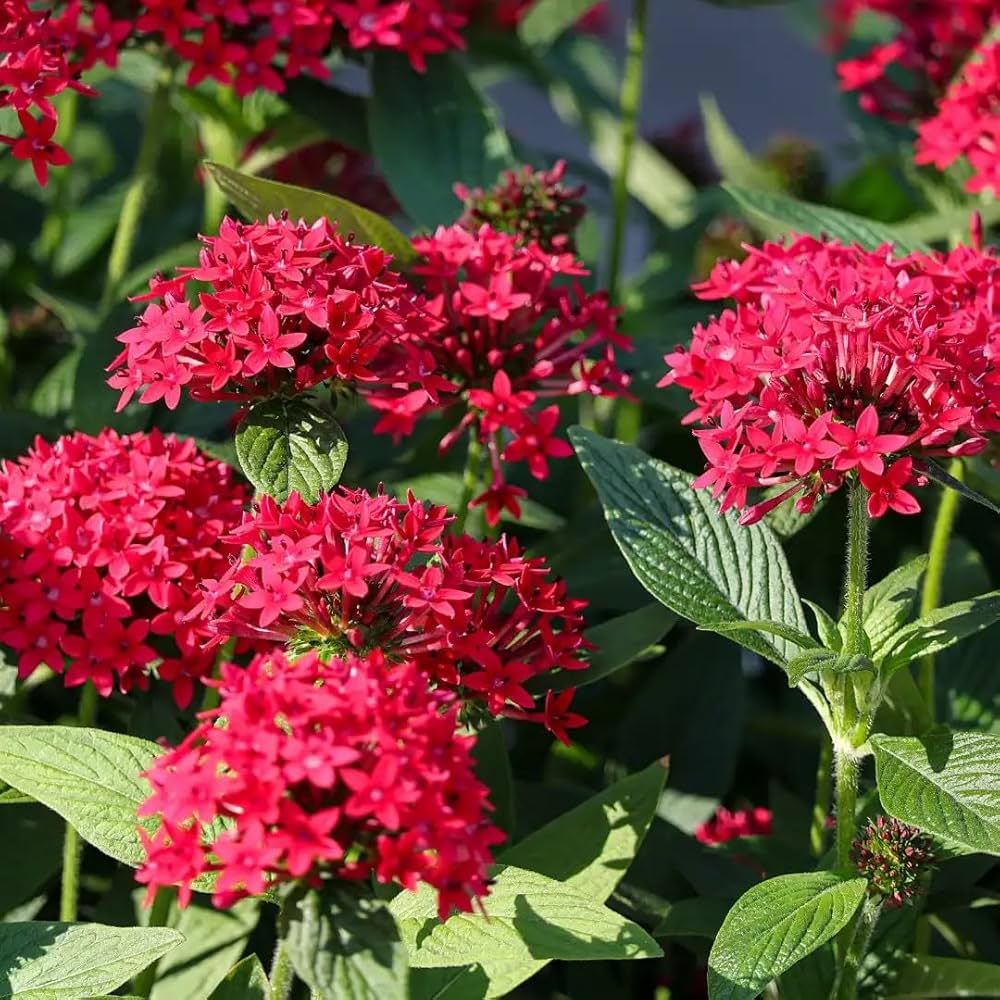 Pentas Lanceolata Seeds for Planting  Attract Butterflies with Stunning Blooms