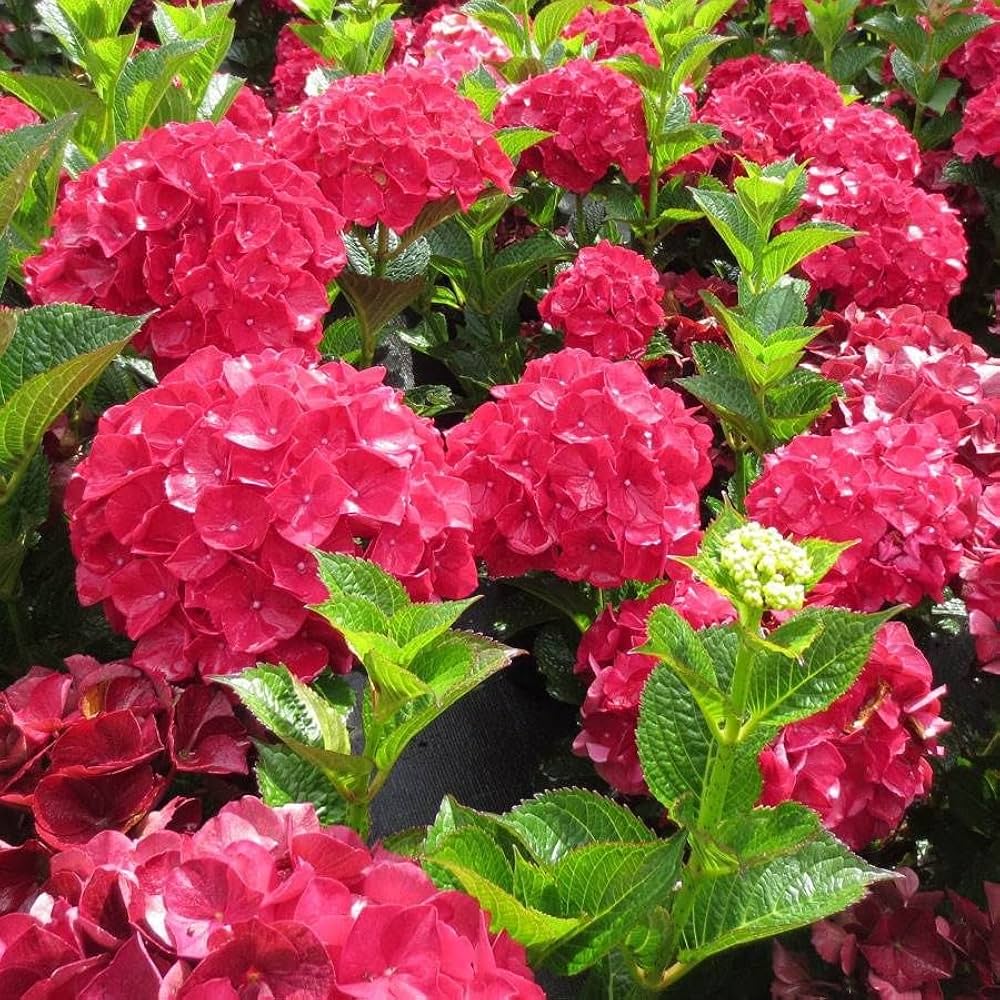Hydrangea Tohum Garden Flower Plants Seeds