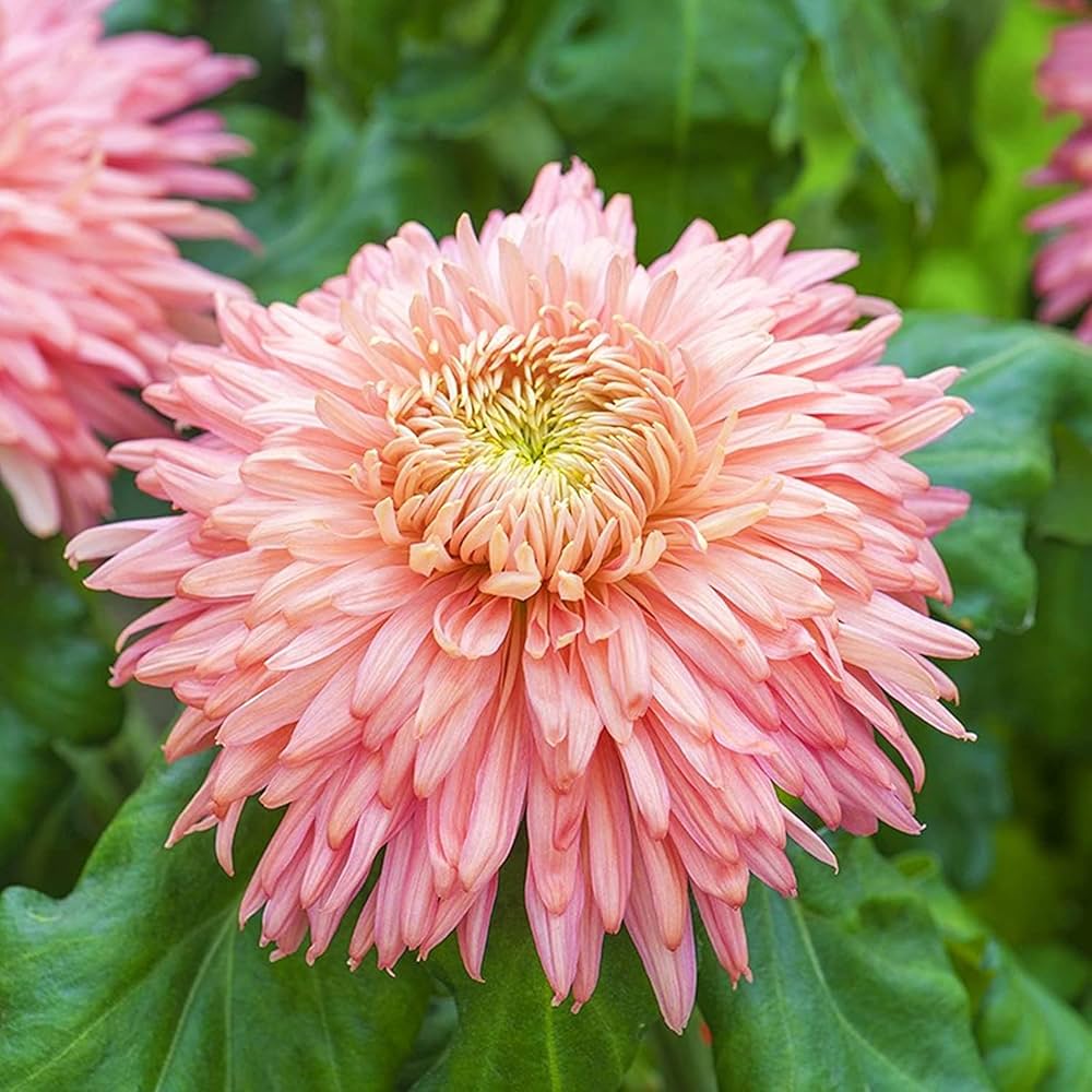 Chrysanthemum Flower seeds for Planting - Hardy Variety, Heirloom & GMO Free Seeds for Home Garden
 
 Sale for planting in home garden.