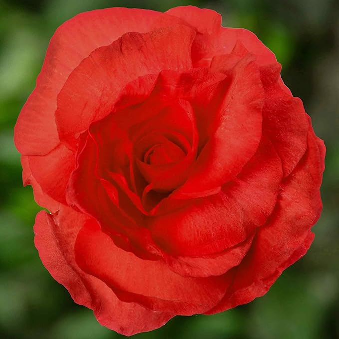Begonia Mixed Flower Begonia spp. Seeds for Planting in Flower Bed & Home Garden