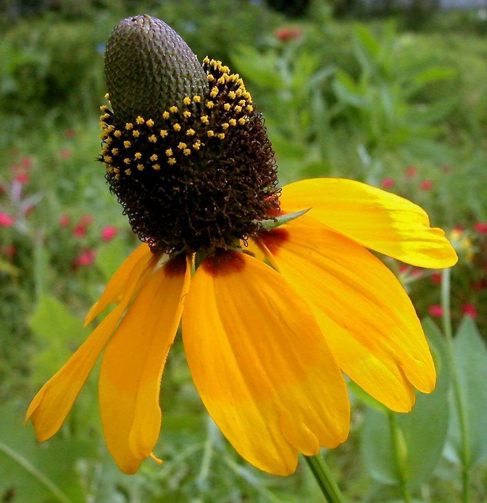 Yellow Clasping Coneflower Rudbeckia hirta Seeds for Planting - Perfect for Flower Bed & Wildflower Garden