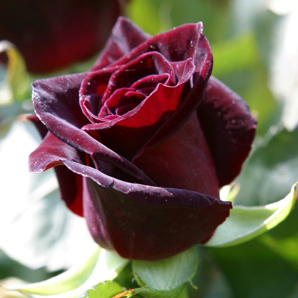 Rose Black Baccara Rosa spp Flower Seeds for Planting in Garden and Flower Bed