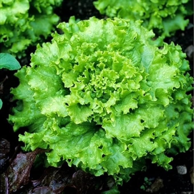 Grand Rapids Lettuce Seeds for Crisp, Fresh Lettuce
