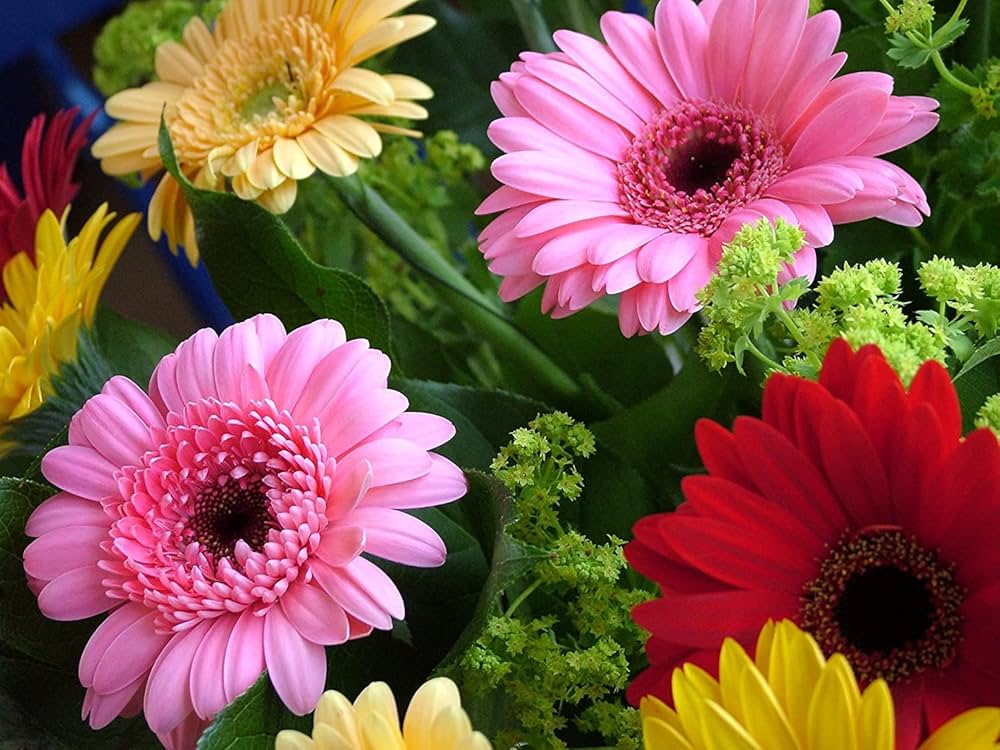 African Daisy Osteospermum spp for planting in flower bed