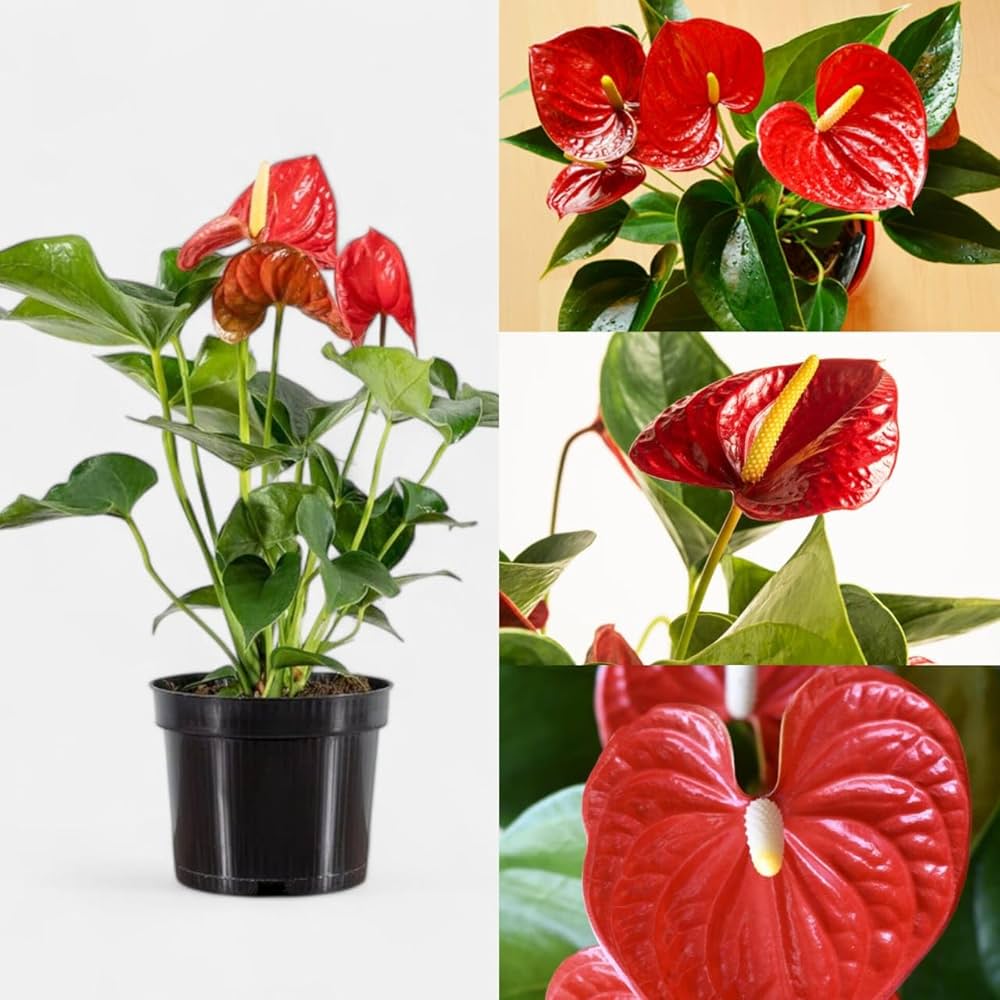 White Red Anthurium Flower seeds for Planting Wildflower Mix Heirloom & GMO Free Seeds for Home Garden