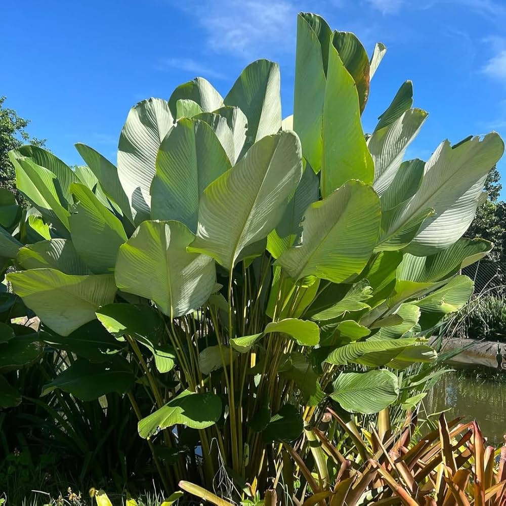 Cream Green Calathea Lutea Flower seeds for Planting - Vibrant Colors, Heirloom & GMO Free Seeds for Home Garden