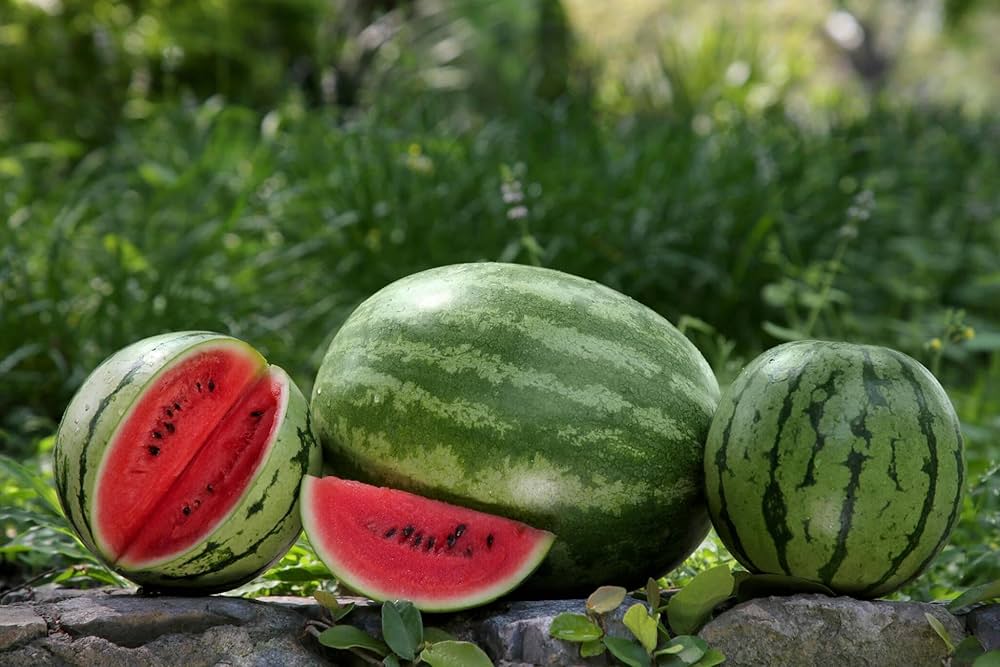 9 Varieties of Watermelon & Melon Seeds for planting in vegetable patch