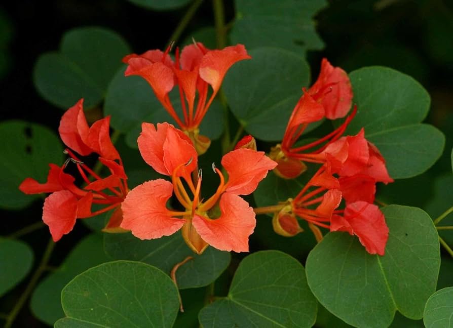 Bauhinia Galpinii Seeds for Planting for Flower Bed