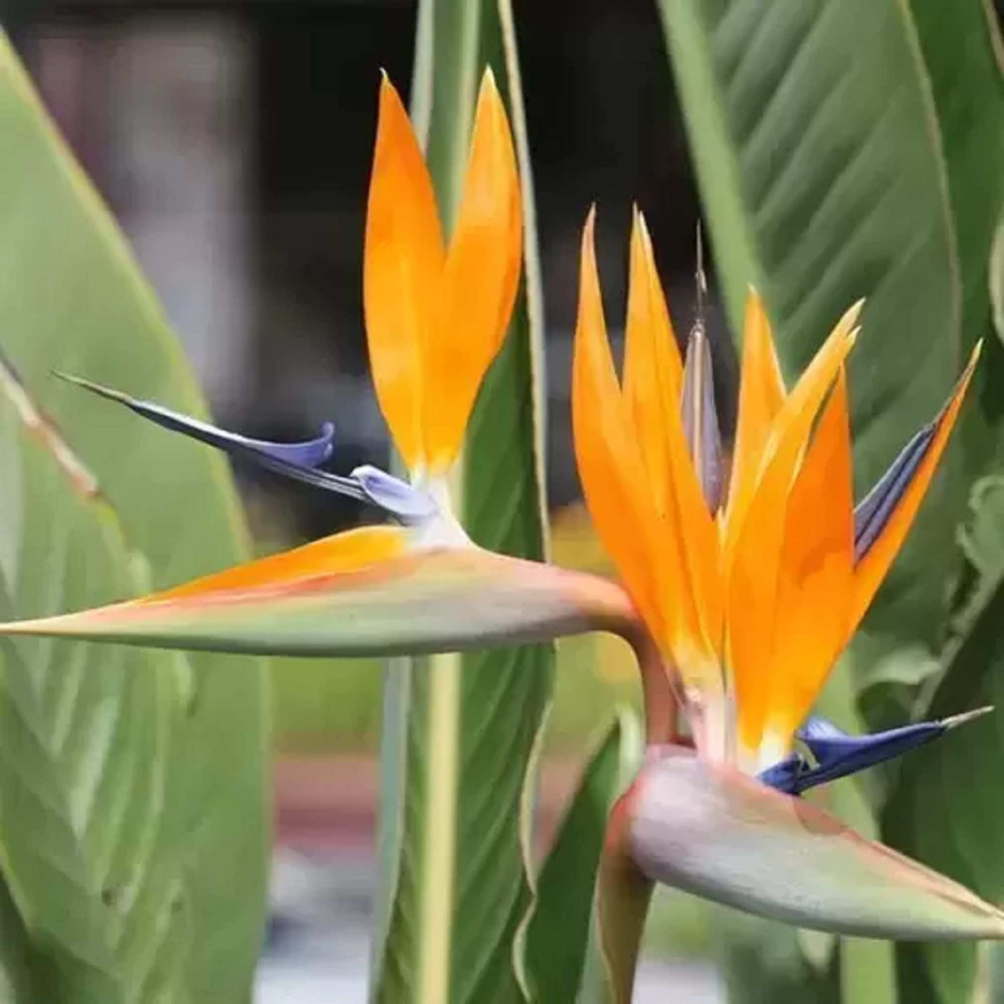 Orange & Violet Strelitzia Seeds - Exotic Flower Planting