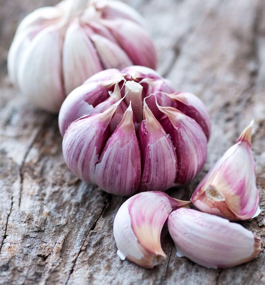 Garlic Seeds for Planting Allium sativum for vegetable patches and home gardens - Evergrowseeds
