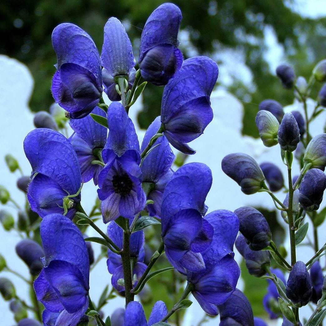 Monkshood Aconitum spp. Herb Plant Seeds for Planting in Garden