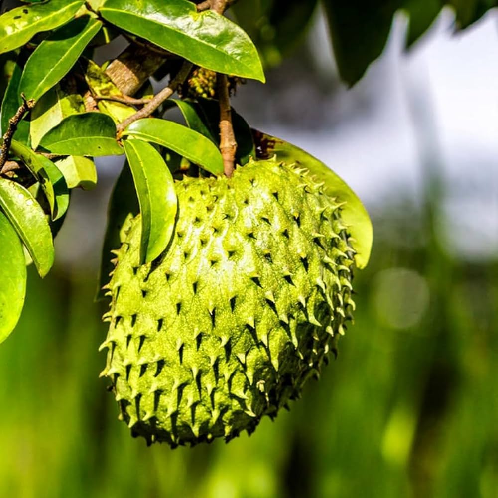 Graviola Fruit Seeds - Grow Delicious Soursop Fruit at Home