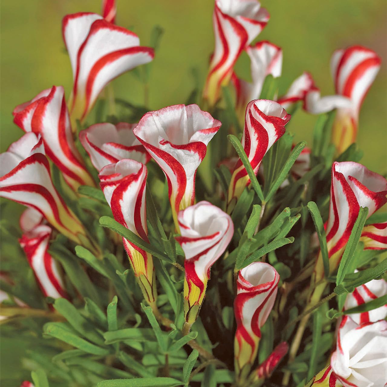 Orange Oxalis Versicolor Flower seeds for Planting - Premium Quality, Heirloom & GMO Free Seeds for Home Garden