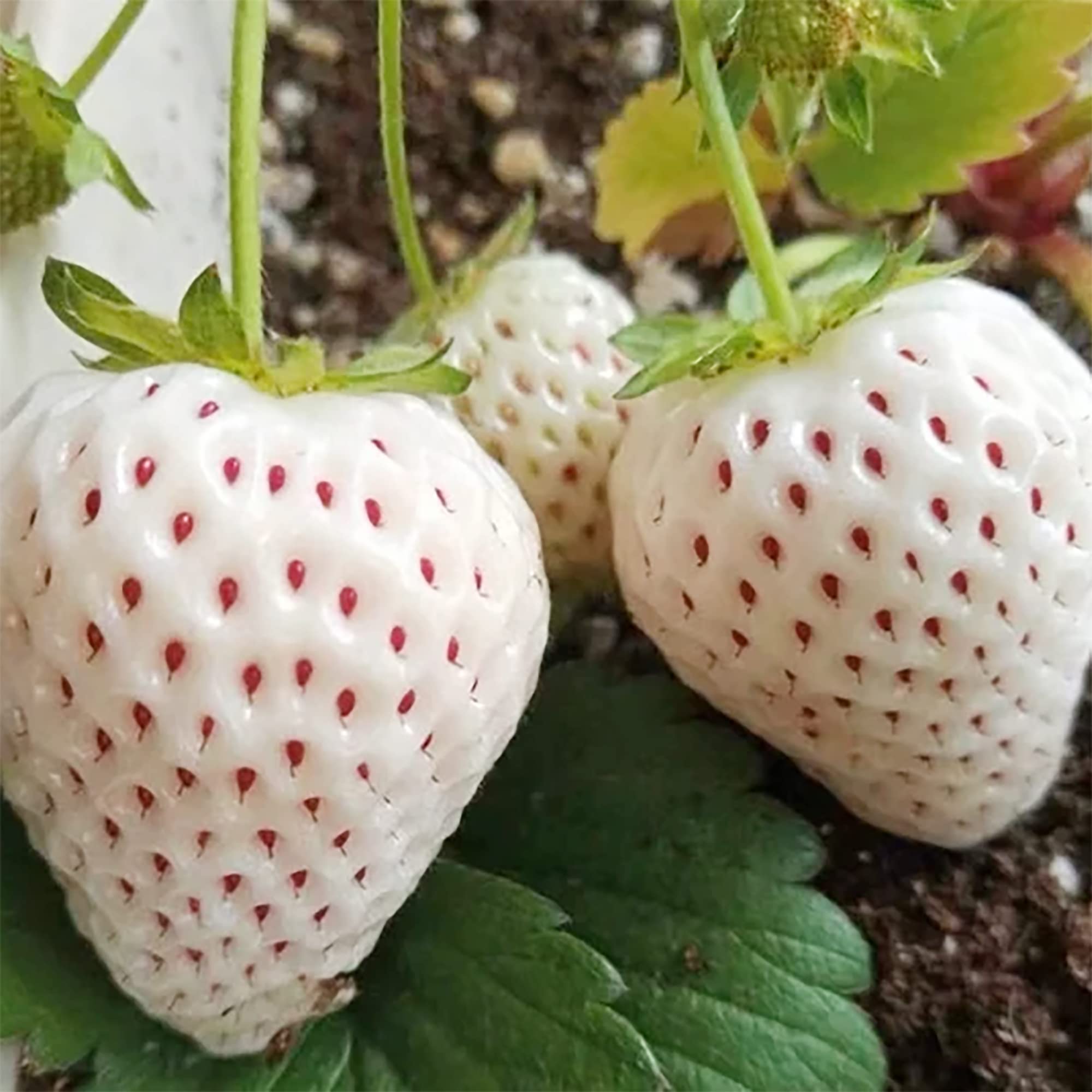 Juicy Strawberry Seeds for Planting - Evergrowseeds