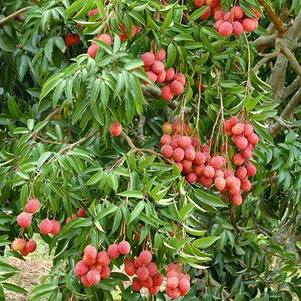 Orange Litchi Fruit Seeds for Planting - Grow Your Own Litchi Trees