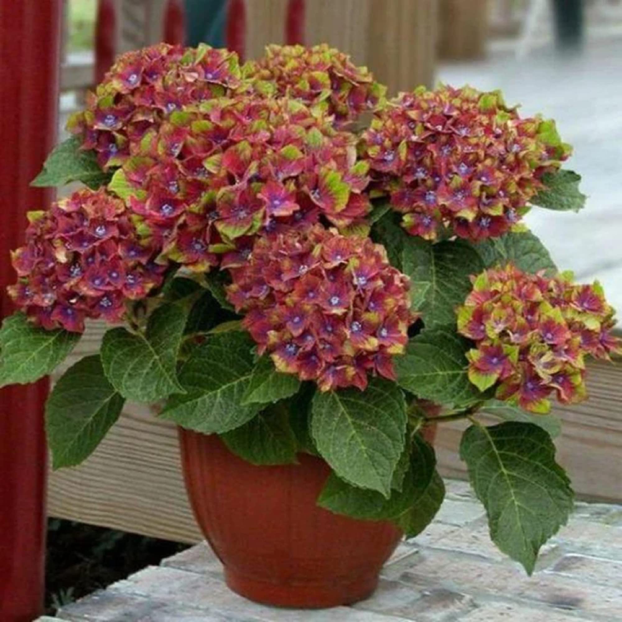 Hydrangea Hydrangea macrophylla Seeds for Planting - Perfect for Home Garden & Flower Bed