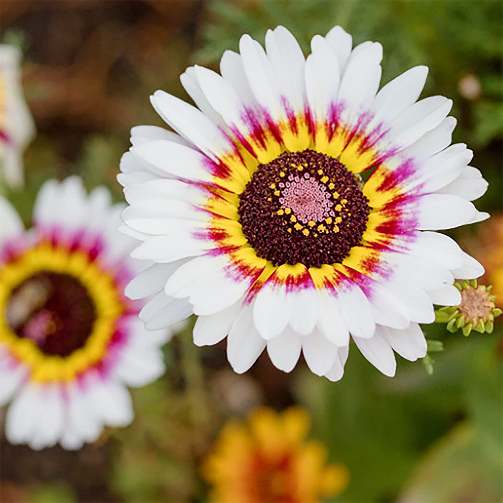 Painted Daisy Mix Seeds Tanacetum coccineum for Planting in Flower Bed and Cottage Garden