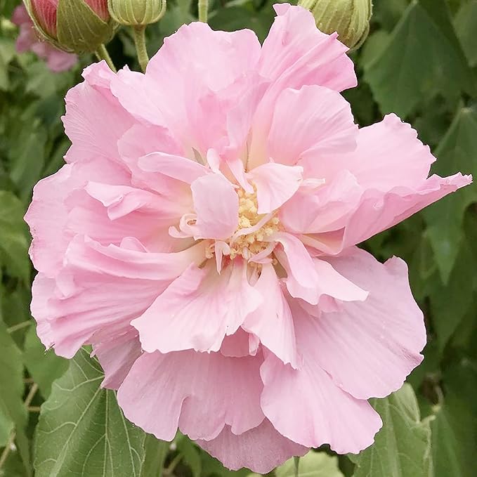 Hibiscus Mutabilis Confederate Rose Seeds
