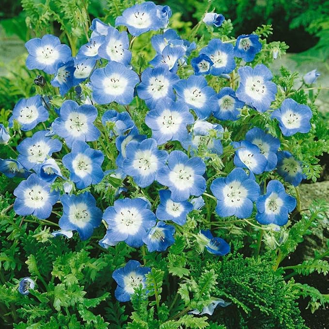 Baby-blue Eyes Seeds (Nemophila Menziesii) for Charming, Blue Blooms