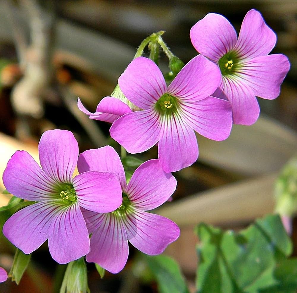 Pink Oxalis Laciniata Flower seeds for Planting - Pollinator Friendly, Heirloom & GMO Free Seeds for Home Garden