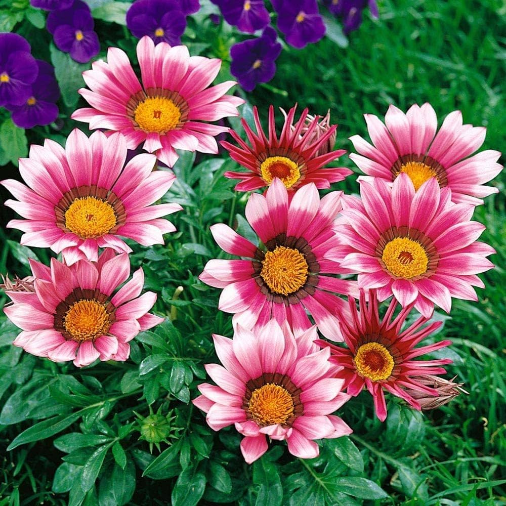 Gazania Pink Flower seeds for Planting - Bright Blooms, Heirloom & GMO Free Seeds for Home Garden