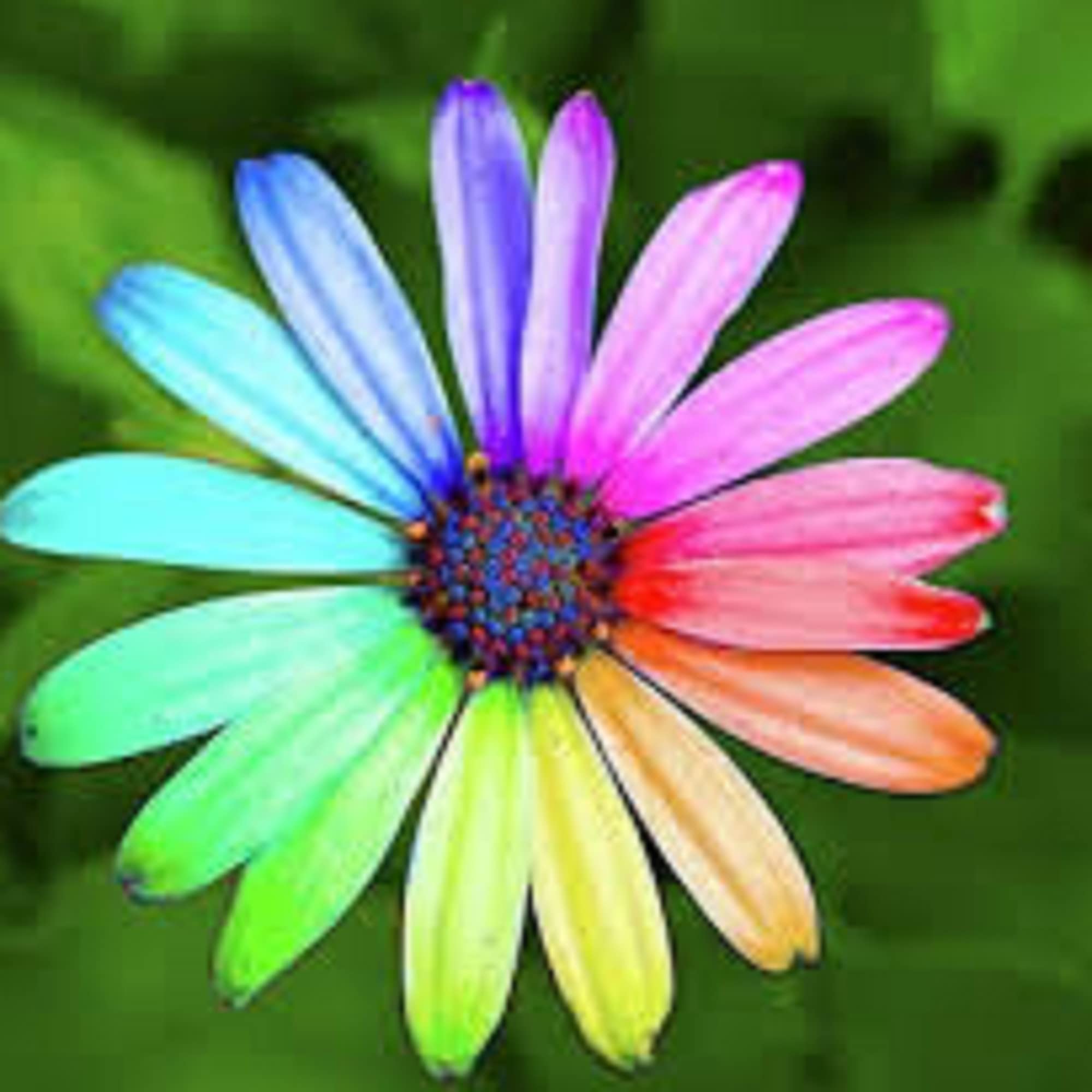 Osteospermum Daisy Osteospermum spp. Seeds for Planting in Flower Bed
