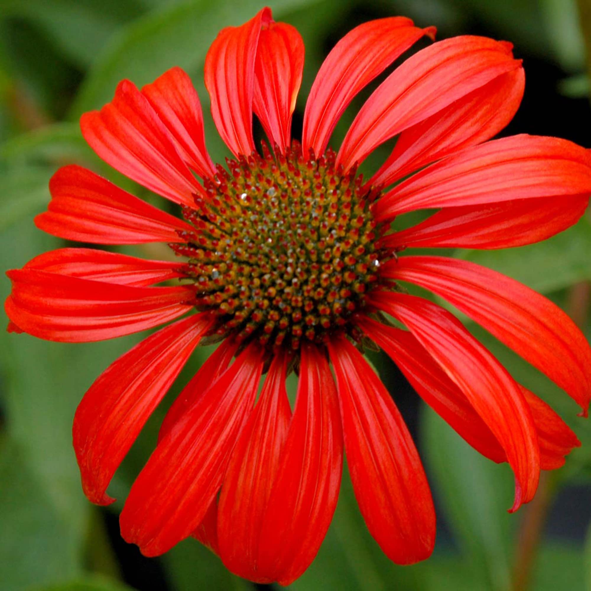 Tomato Soup Coneflower Echinacea spp. Seeds for Planting in Flower Bed