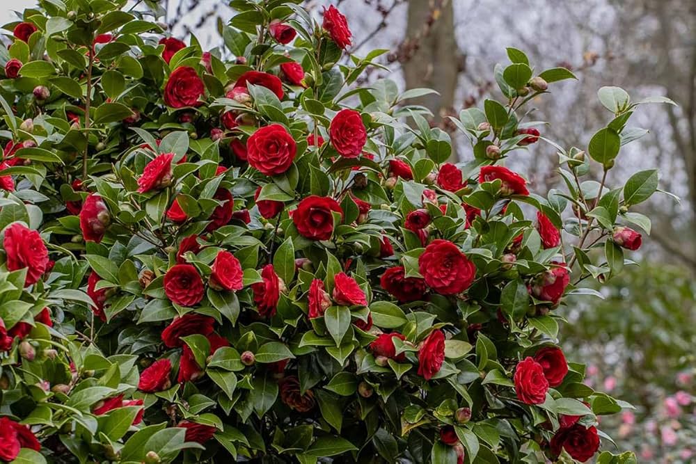 Colored Semi DIY Flower Plant Seeds