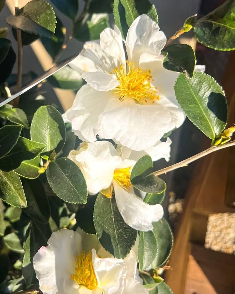 Green Camellia Sinensis Flower seeds for Planting - Fragrant Blossoms, Heirloom & GMO Free Seeds for Home Garden