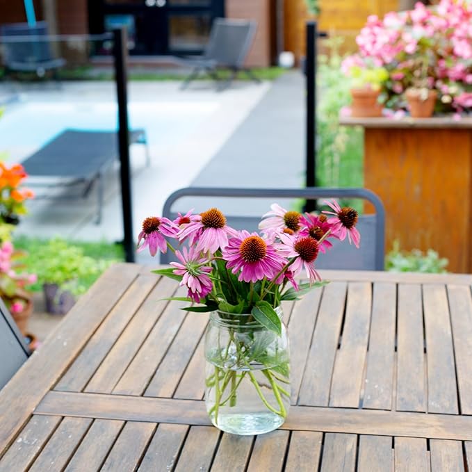 Echinacea Echinacea purpurea Flower Seeds for Planting in Flower Bed & Garden
