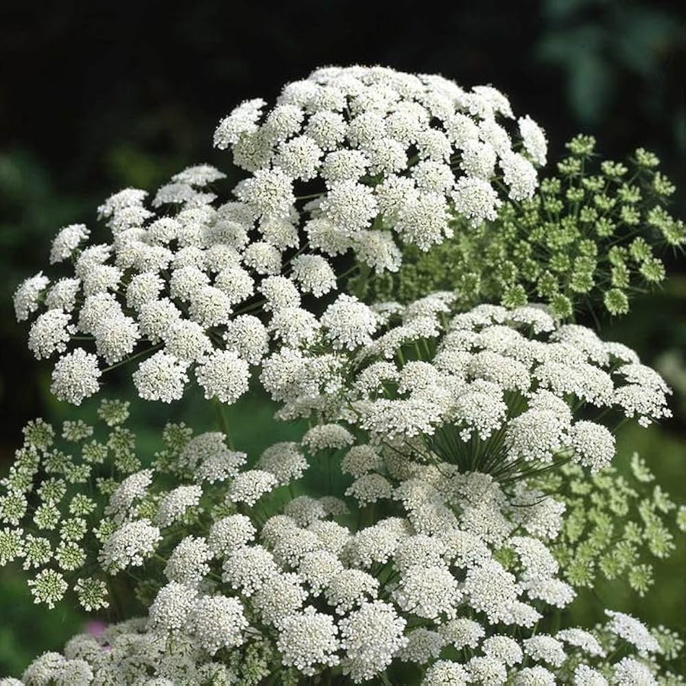 Bishop's Flower Seeds Ammi majus for Planting in Flower Bed and Cottage Garden