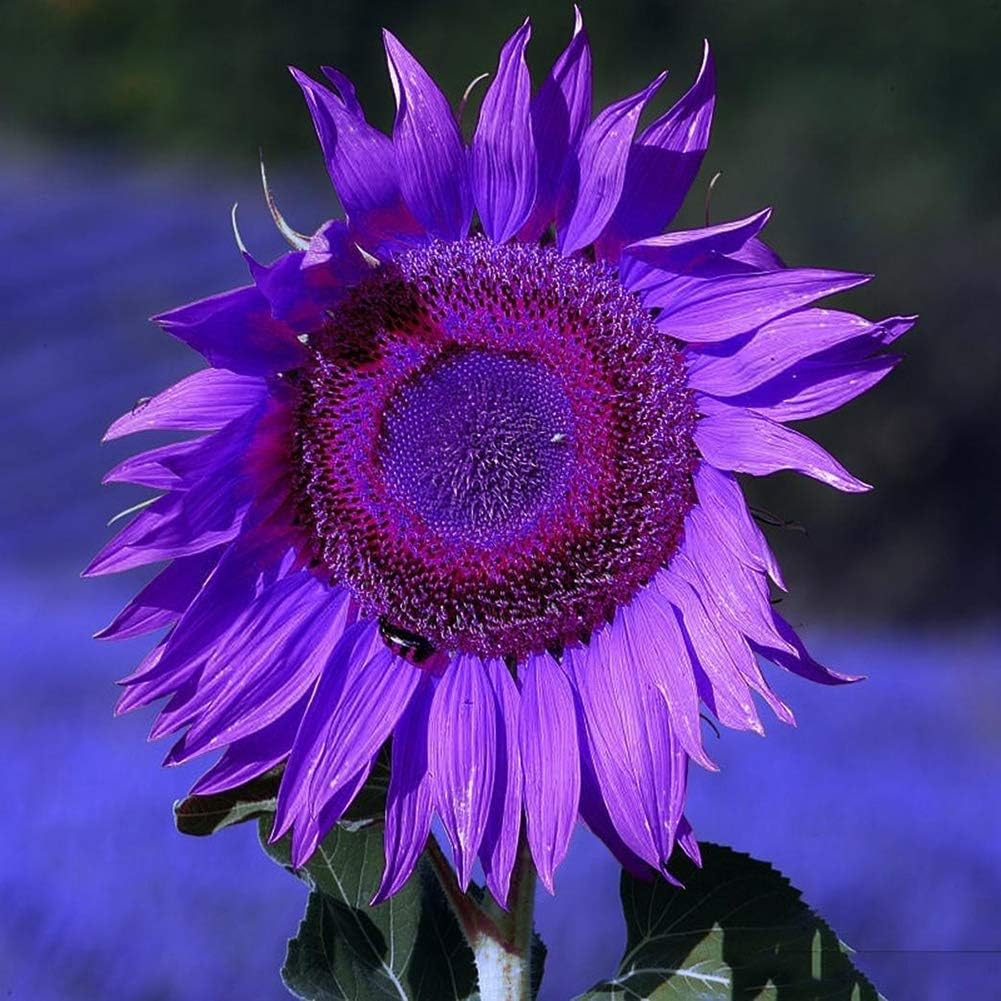 Sunflower Seeds To Plant Purple Ornamental Home Garden Yard Farm Office Decor Non-Gmo Best Selling