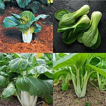 Dwarf Pak Choi Vegetable Seeds - Perfect for Planting