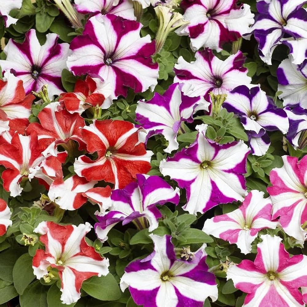 Pelletized Petunia Star Orchid Ice Seeds for Elegant Garden Accents