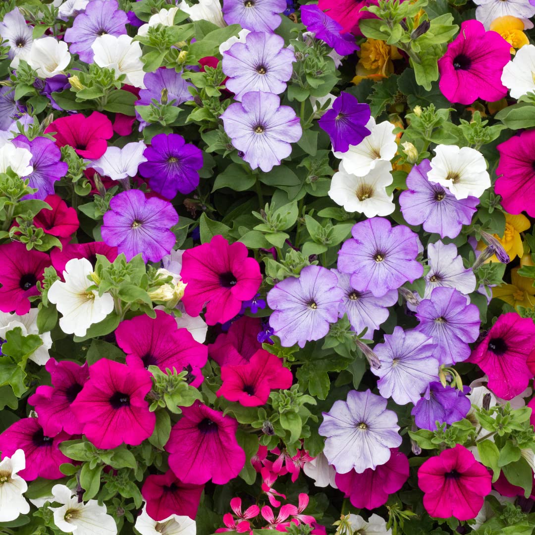 Lavender Seeds Tritunia Pelletta Petunia for Planting flower bed