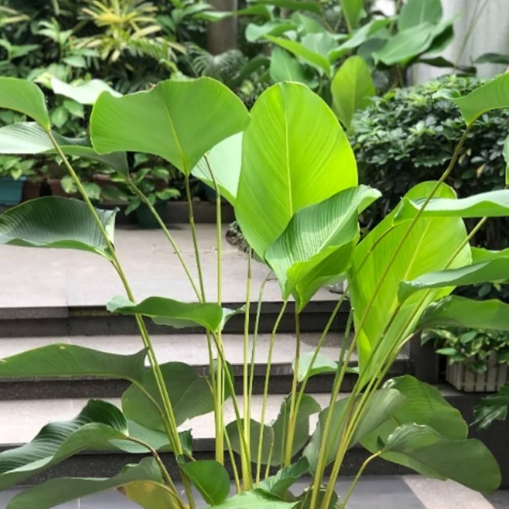 Green Calathea Flower seeds for Planting - Low Maintenance, Heirloom & GMO Free Seeds for Home Garden