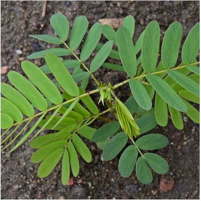 Partridge Pea Chamaecrista fasciculata Seeds for Planting in Flower Bed & Garden