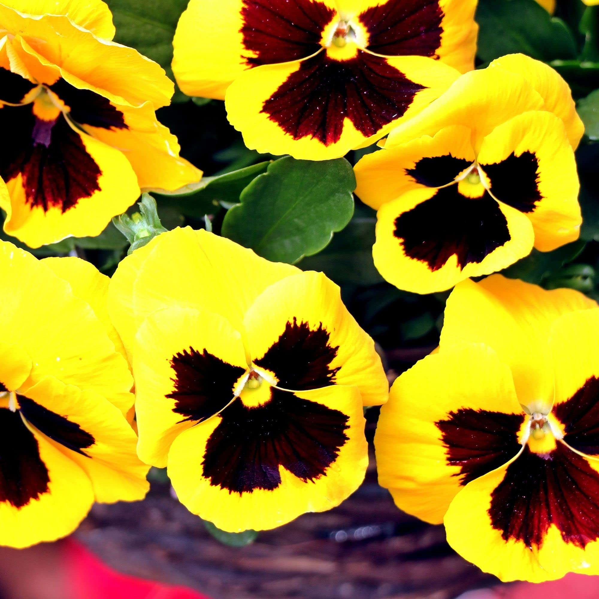 PANSY Schweizer Riesen Mix Seeds for Planting - Ideal for Flower Bed & Garden