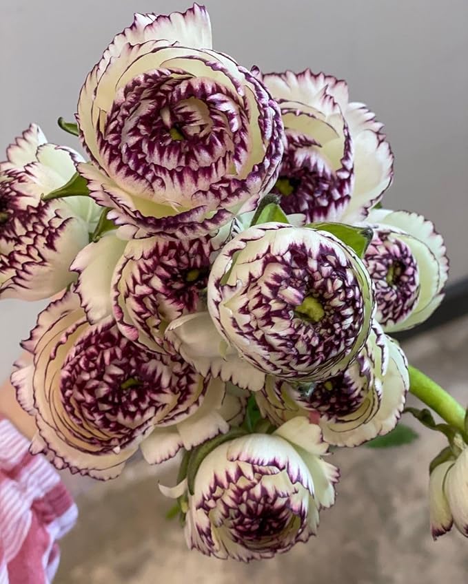 Brown Shade Japanese ranunculus Flower seeds for Planting - Fragrant Blossoms, Heirloom & GMO Free Seeds for Home Garden
 
 Sale for planting in home garden.