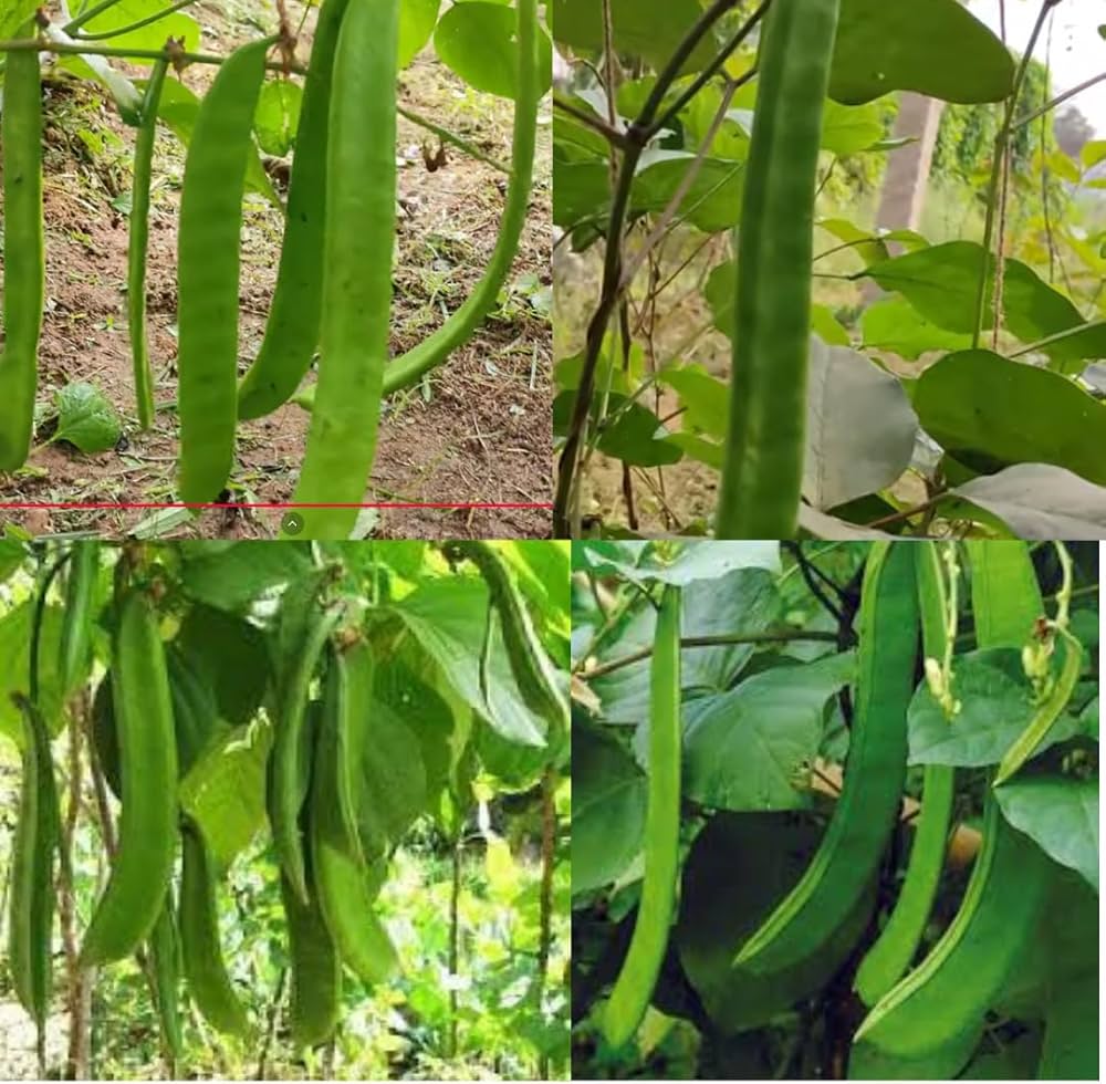 Sword Bean Vegetable Planting Seeds