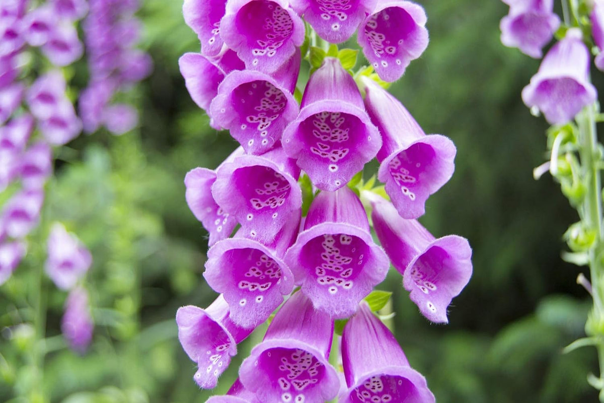Digitalis Flower seeds for Planting - Shade Tolerant, Heirloom & GMO Free Seeds for Home Garden
 
 Sale for planting in home garden