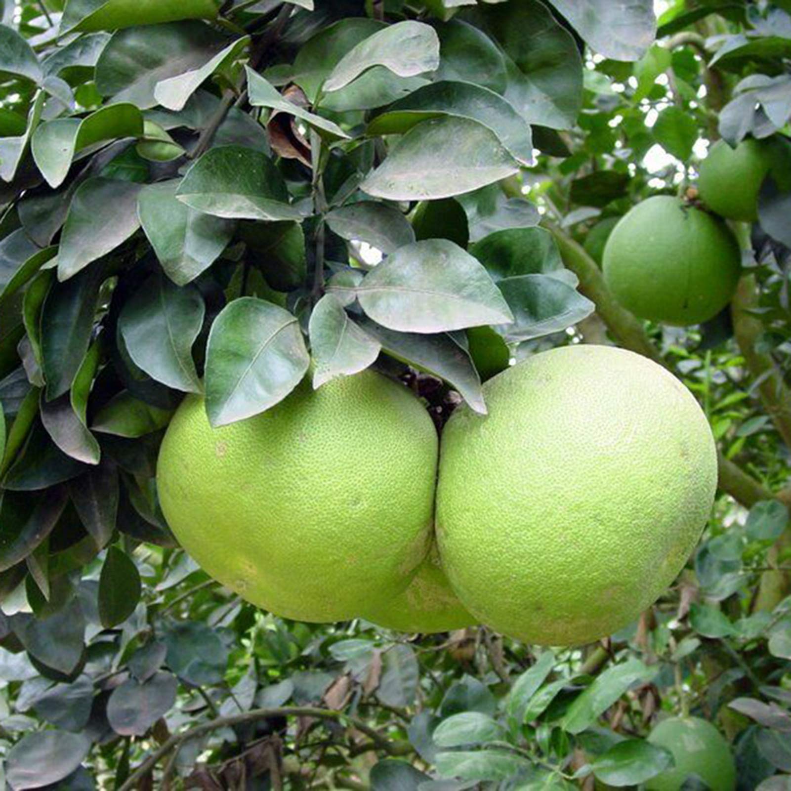Green Grapefruit Seeds for Easy Planting | Grow Your Own Grapefruit
