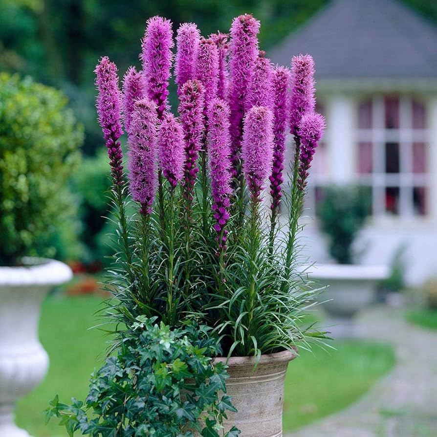 Pink Blazing Stars Flower seeds for Planting - Wildflower Mix, Heirloom & GMO Free Seeds for Home Garden
