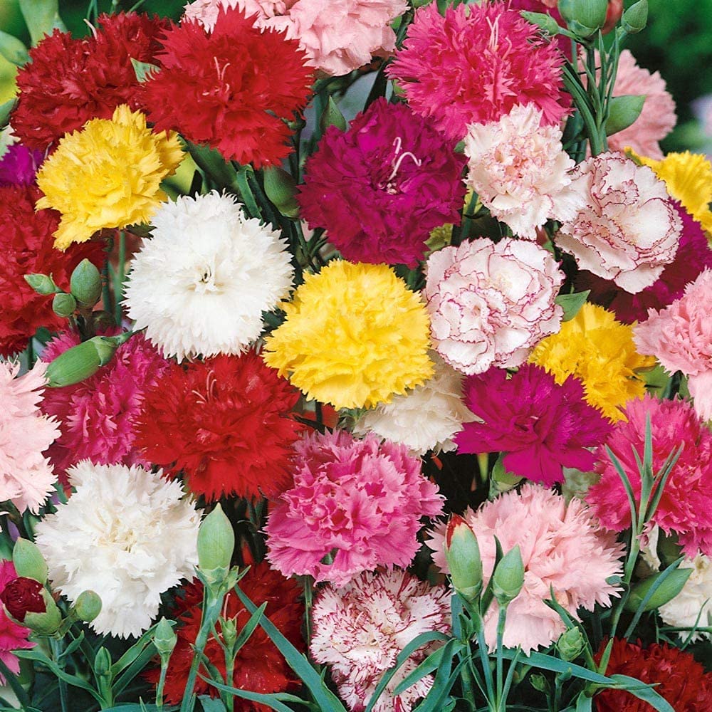 Orange Chabaud Carnation Seeds for Planting Dianthus caryophyllus for flower beds and cutting gardens
