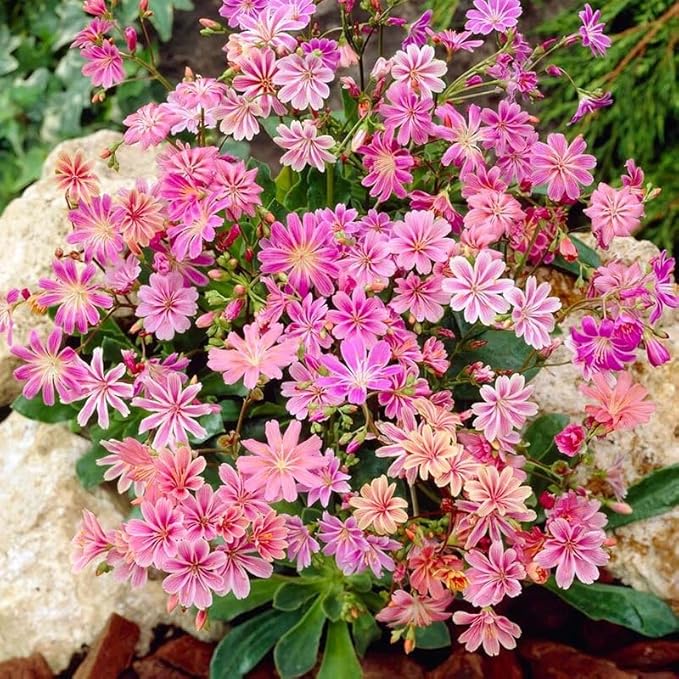 Strain Flower Seeds – Various Species for Planting in Flower Bed