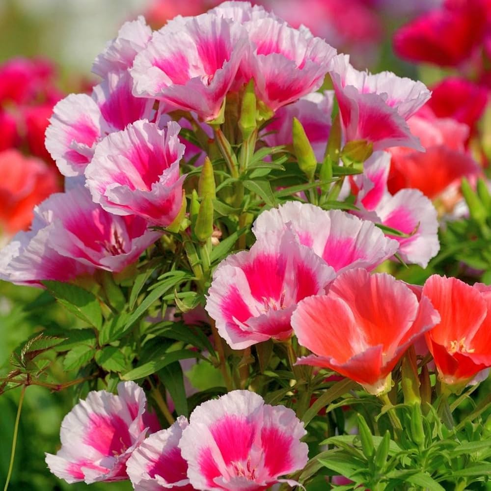 Godetia Flower seeds for Planting - Sun Loving, Heirloom & GMO Free Seeds for Home Garden