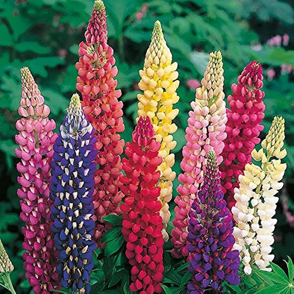 Mixed Lupine Flower Seeds for Planting Colorful Wildflower Garden
