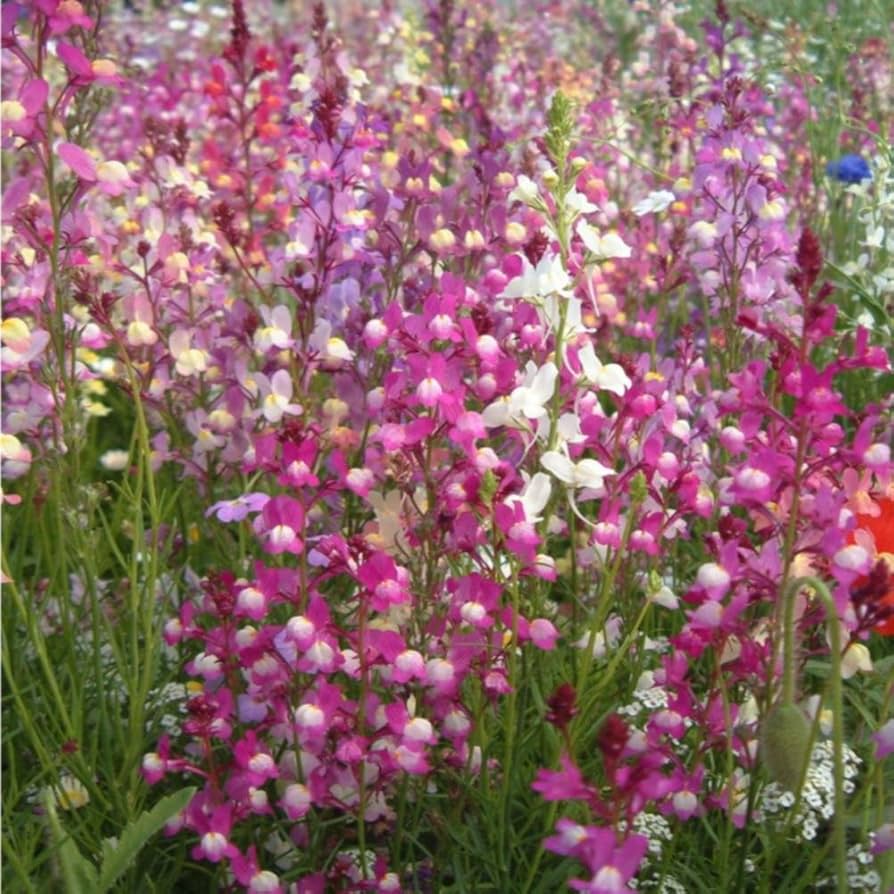 Moroccan Toadflax Seeds for Planting - Unique Flowers for Home Garden & Flower Bed